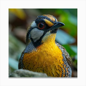 Rufous-Tailed Robin 3 Canvas Print