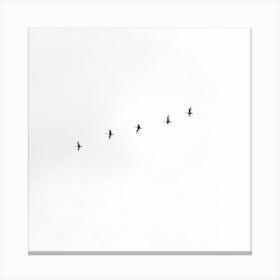 Flock Of Birds Canvas Print