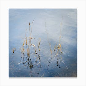 Reeds In Water Canvas Print