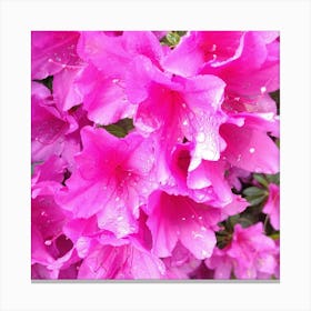 Pink Azaleas 33 Canvas Print