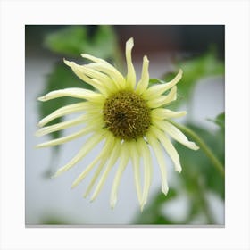  Sunflower - pale yellow Canvas Print