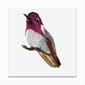 Hummingbird 3 Canvas Print