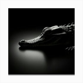 Alligator 2 Canvas Print