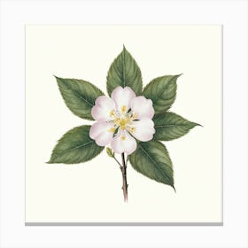 Apple Blossom 2 Canvas Print