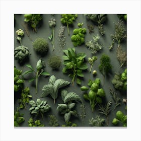 Fresh Herbs On A Grey Background Canvas Print