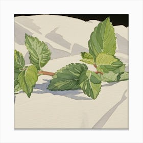 Mint Leaves Canvas Print