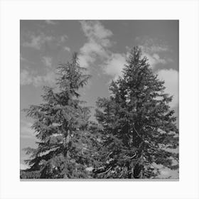 Douglas County, Oregon, Trees And Clouds By Russell Lee Canvas Print
