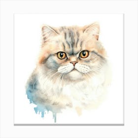 American Shorthair Persian Cat Portrait 3 Canvas Print