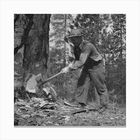 Grant County, Oregon, Malheur National Forest, Lumberjack Starting The Undercut By Russell Lee Canvas Print