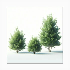 Three Trees On A White Background Canvas Print