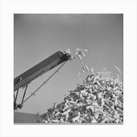 Untitled Photo, Possibly Related To Cornsheller Throwing Cobs On Pile, Illinois By Russell Lee Canvas Print