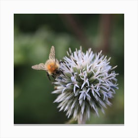 Bee On A Flower Ball Canvas Print