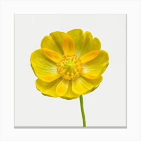 Yellow Anemone 1 Canvas Print