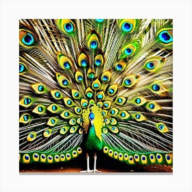 Peacock 4 Canvas Print