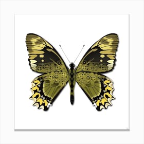 Mechanical Butterfly The Battus Madyes Tucumanus On A White Background Canvas Print