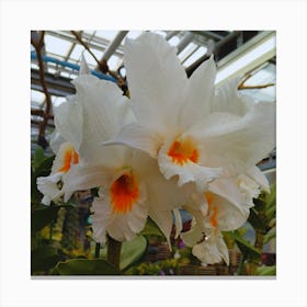 White Orchids 7 Canvas Print