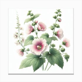 Mallow Canvas Print