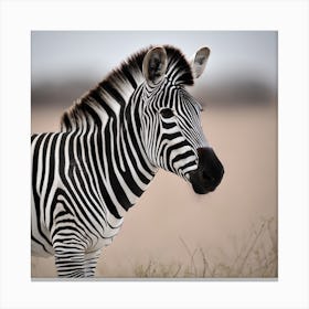 Zebra Canvas Print