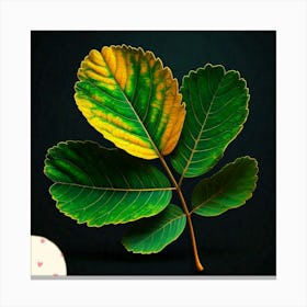 Acacia leaf Canvas Print