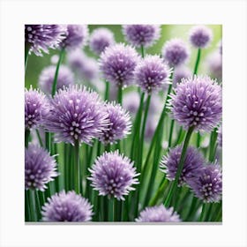 Chives 10 Canvas Print