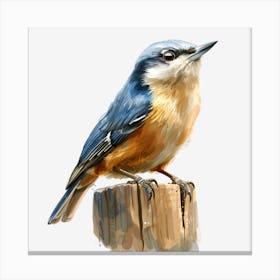 Blue Nuthatch Canvas Print