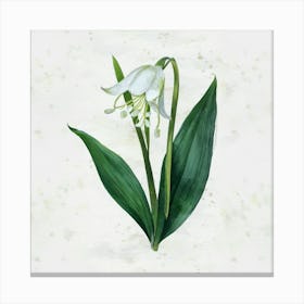 Lily Of The Valley 1 Canvas Print