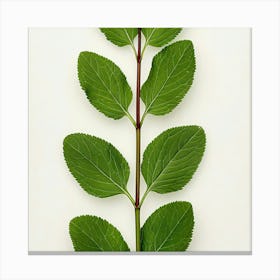 Sage Leaf Canvas Print