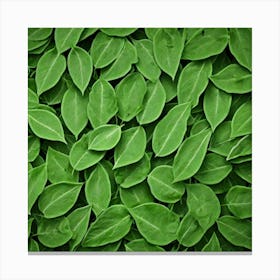 Green Leaves 6 Canvas Print