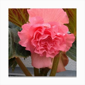 Begonia 24 Canvas Print