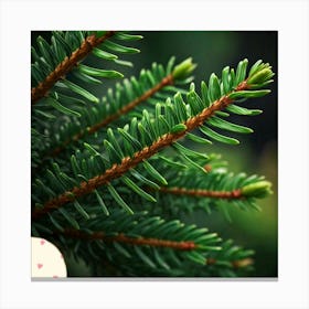 Fir leaf 1 Canvas Print