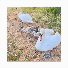 Swan Family Canvas Print