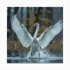 Swan In Flight 1 Canvas Print