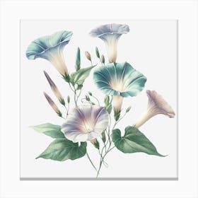 Morningglory Canvas Print