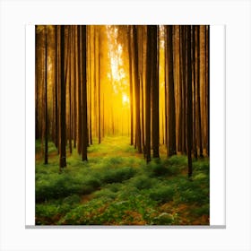 Sunrise In The Forest 2 Canvas Print