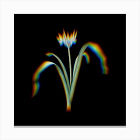 Prism Shift Small Flowered Pancratium Botanical Illustration on Black n.0332 Canvas Print