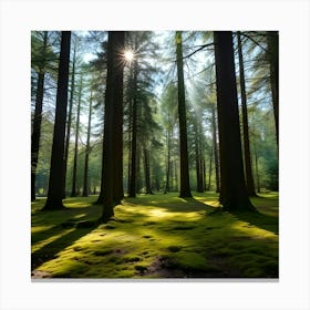 Mossy Forest 1 Canvas Print