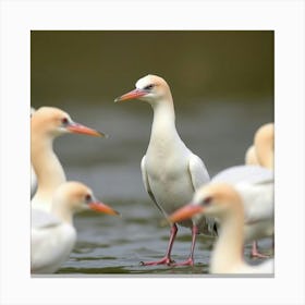 Arctic Terns Canvas Print