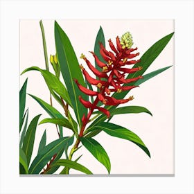 Alpines Purpurate Red Ginger Flower Art Print 1 Canvas Print