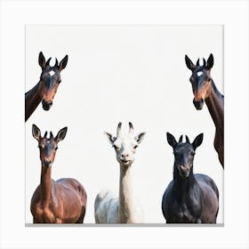 Llamas, Transparent Png Download Leinwandbild