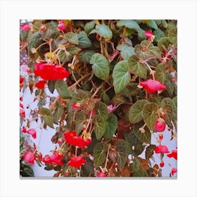 Begonia 30 Canvas Print