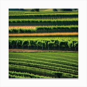 Vineyards In California 7 Canvas Print