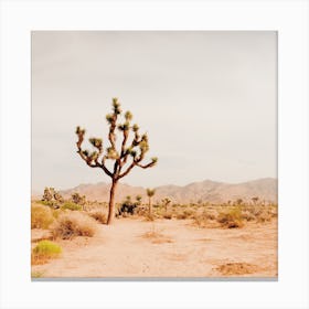 Lonely Joshua Tree Canvas Print