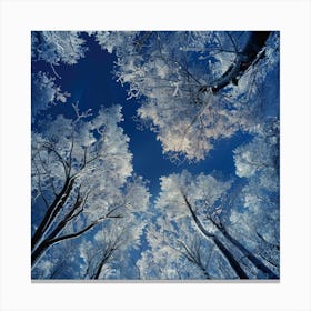 Frosty Forest Canvas Print