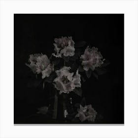 Rhododendrons 2 Canvas Print