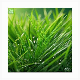 Green Grass 27 Canvas Print