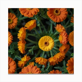 Orange Calendula Canvas Print