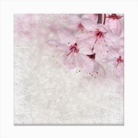 Pink Cherry Blossoms 2 Canvas Print