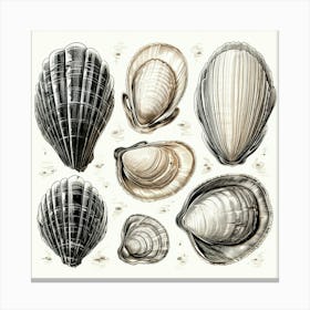 Clams 1 Canvas Print