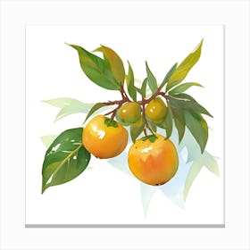 Loquat 1 Canvas Print