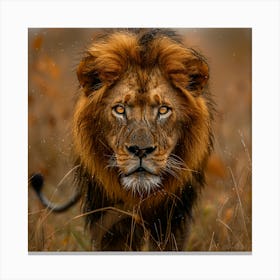 Lion In The Grass 1 Canvas Print